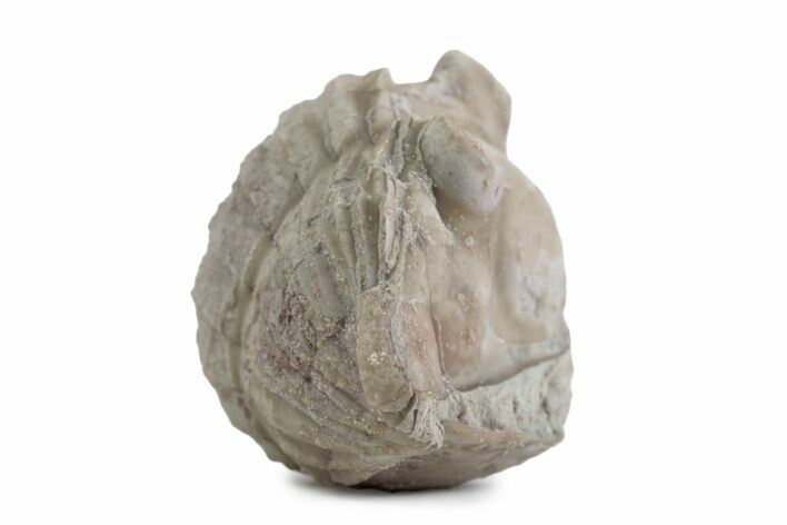 Bargain, Enrolled Asaphus Trilobite - Russia #363245